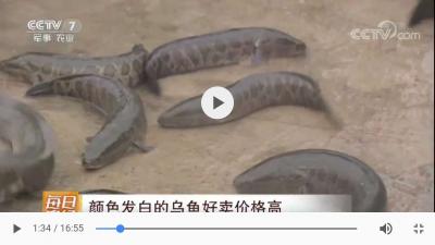 CCTV每日农经 白乌鱼专题报道视频